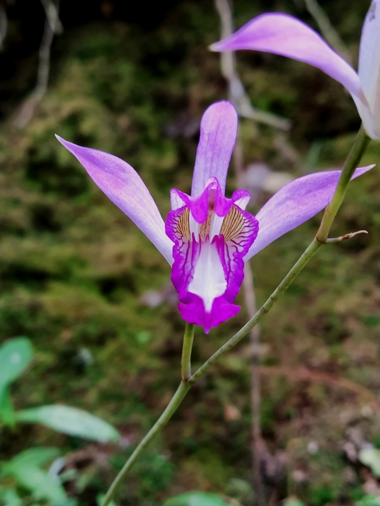 Bletia warfordiana