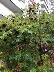 Sambucus nigra
