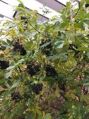 Sambucus nigra