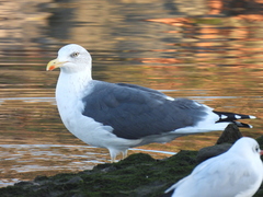 Larus fuscus