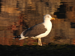 Larus fuscus