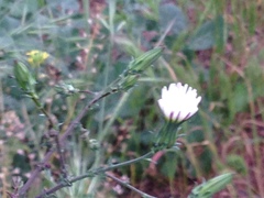 Rafinesquia californica