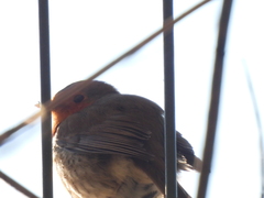 Erithacus rubecula