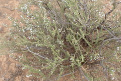 Eriocephalus eximius