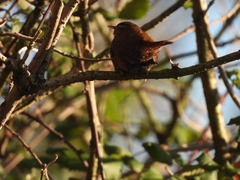 Troglodytes troglodytes