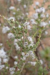 Eriocephalus eximius