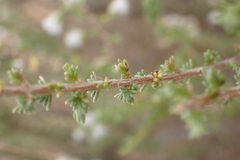 Eriocephalus eximius