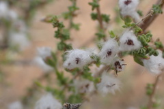 Eriocephalus eximius