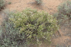 Phymaspermum parvifolium