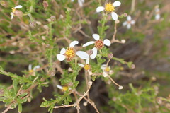 Phymaspermum parvifolium