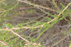 Phymaspermum parvifolium