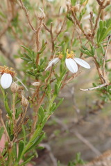 Phymaspermum parvifolium