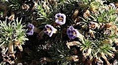 Aptosimum spinescens