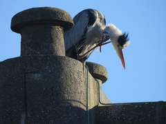 Ardea cinerea