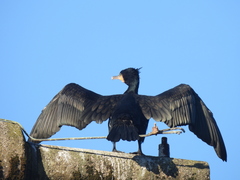 Phalacrocorax carbo