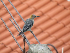 Melanerpes aurifrons