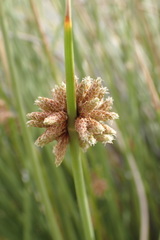 Afroscirpoides dioeca