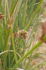 Afroscirpoides dioeca