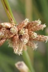 Afroscirpoides dioeca