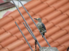 Melanerpes aurifrons
