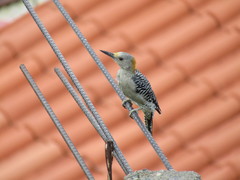 Melanerpes aurifrons