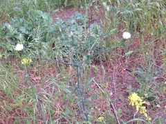 Rafinesquia californica