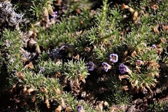 Aptosimum spinescens