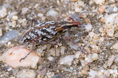 Coniocleonus nebulosus