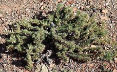 Aptosimum spinescens