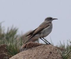 Muscisaxicola frontalis