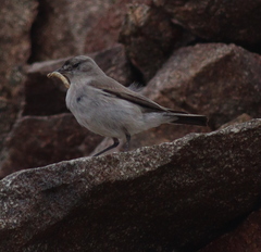 Muscisaxicola frontalis