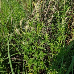 Mentha longifolia polyadena