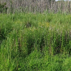 Mentha longifolia polyadena
