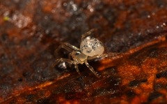 Paidiscura pallens
