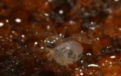 Paidiscura pallens