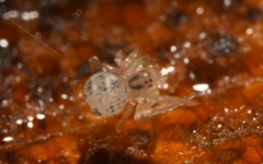Paidiscura pallens