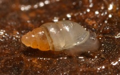 Carychium
