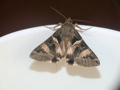 Melipotis trujillensis