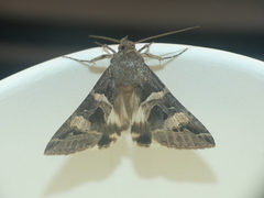 Melipotis trujillensis