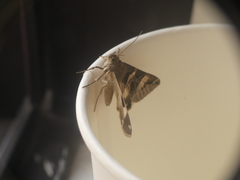 Melipotis trujillensis