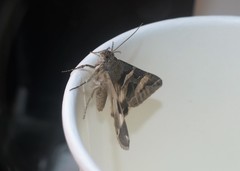 Melipotis trujillensis