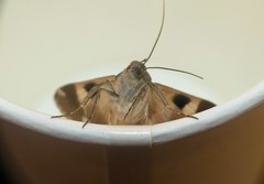 Melipotis trujillensis