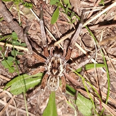 Arctosa personata
