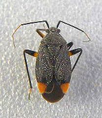 Polymerus venaticus