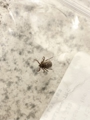 Dermacentor albipictus