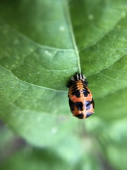 Harmonia axyridis