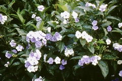 Brunfelsia grandiflora