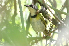 Apalis ruddi
