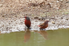 Lagonosticta rubricata