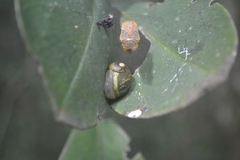 Simpulopsis